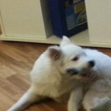 Foto van anja met Bobby(r.i.p. 25-9-25)
