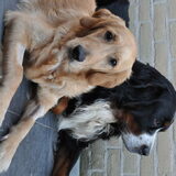 Foto van Lotte en Lola