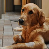 Foto van Lotte en Lola