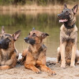 Foto van De Mecheltjes clan