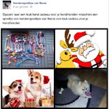 Foto van Sigrid, Sandy, Diva & Nala