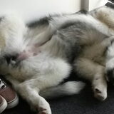 Zo ligt ze al klaar aan de deur. We gaan straks naar de puppycursus en…