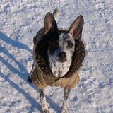 Foto van Ciska en Spanjaardje Moh (Bambi r.i.p.)