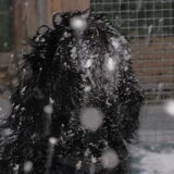 Foto van *Yvon