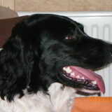 Zorro