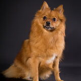 Mojo! Als maatje voor onze Boedha. Maar is ook eem geweldig lief…