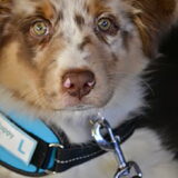 Foto's gemaakt van een mission puppy