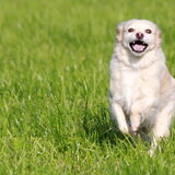Lady heeft er plezier in!