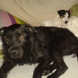Foto van Liesbeth... Jack - Max † - Blixem