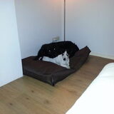 Foto van Liesbeth... Jack - Max † - Blixem