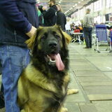 Dit is Hercule zoon van Lilou Leo Du Chateau en Sr Fjento Junior Zlota…