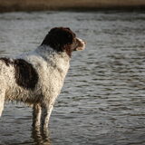 Foto van DogsWithLoes