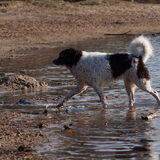 Foto van DogsWithLoes