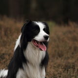Foto van Sophie