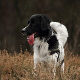 Foto van Sophie