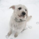 zijn eerste pootjes in de sneeuw anno 2009