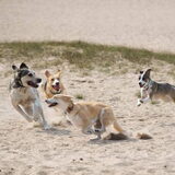 Soesterduinen
