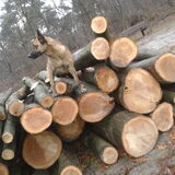 Foto van Dutchshepherdteam