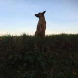 Foto van Dutchshepherdteam