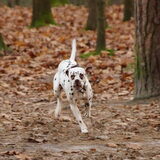 Sooki in de Drunense duinen