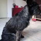 Foto van Ciska en Spanjaardje Moh (Bambi r.i.p.)