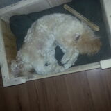 Foto van christel bumper en milo