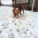 Foto van Dreamteam