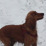 Foto van Rachelle & Hummie