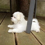 Wookiee als pup :)