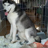 Hier heeft mijn één-jarige husky Boy zijn dure kussen gesloopt. Ik…
