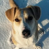 Nova in de sneeuw
