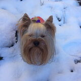 Sneeuw sneeuw ....mijn pootjes doen pijn .