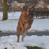 Foto van * Baasje Buddie met Anne*
