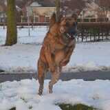 Foto van Dutchshepherdteam