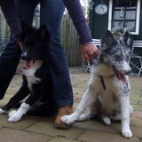 Charlie en broertje Indie, 30-12-2014