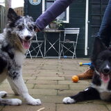 Charlie en broertje Indie, 30-12-2014