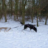 harnas aan, sleetje gespannen en trekken maar! winter 2009