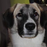 Chitto onze Kangal