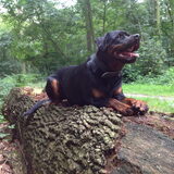 Foto van steven