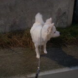 Foto van anja met Bobby(r.i.p. 25-9-25)