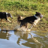 Lekker rennen door het water