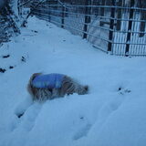 Foto van liesbeth,Turbo,Luna, Levi en Faith