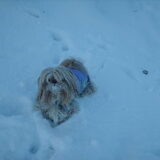 Foto van liesbeth,Turbo,Luna, Levi en Faith
