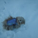 Foto van liesbeth,Turbo,Luna, Levi en Faith