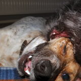 Foto van Ciska en Spanjaardje Moh (Bambi r.i.p.)