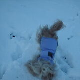 Foto van liesbeth,Turbo,Luna, Levi en Faith