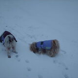 Foto van liesbeth,Turbo,Luna, Levi en Faith