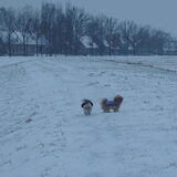Foto van liesbeth,Turbo,Luna, Levi en Faith