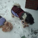 Foto van liesbeth,Turbo,Luna, Levi en Faith