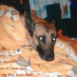 Dit was mijn eerste "eigen" hondje ik was 6 toen ze bij ons kwam en was…
